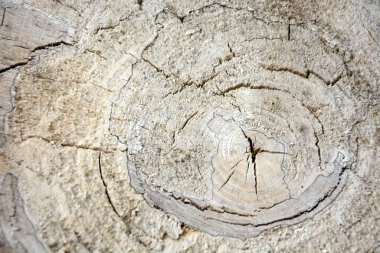 Eski meşe ahşap gravür