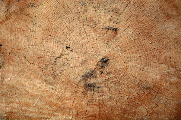 从老橡树上的木刻 — 图库照片