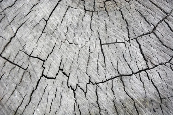 Woodcut Old Oak Tree — Stock Photo, Image