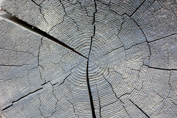 Woodcut Old Oak Tree — Stock Photo, Image