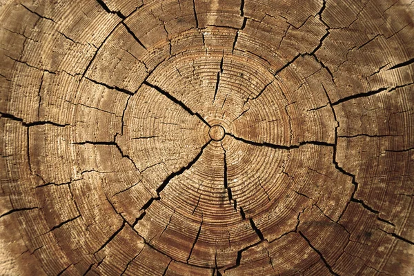 Дерево Старого Дуба — стокове фото