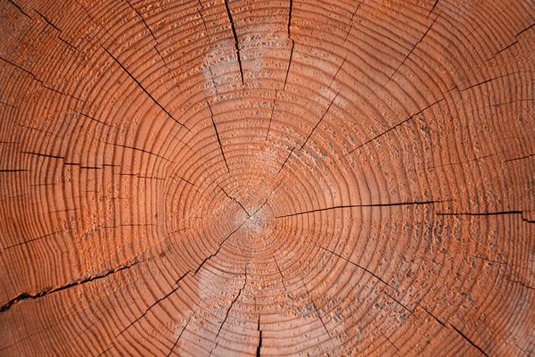 Taglio Legno Una Vecchia Quercia — Foto Stock