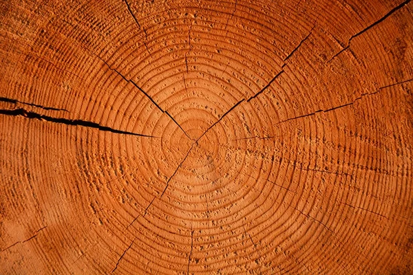 从老橡树上的木刻 — 图库照片