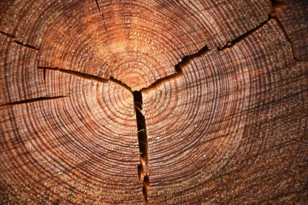 Дерево Старого Дуба — стокове фото