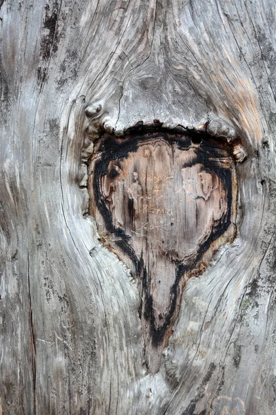 Holzschnitt Von Einer Alten Eiche — Stockfoto