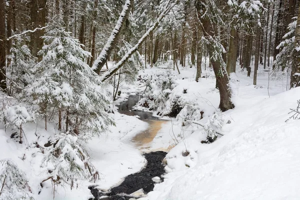 Small Forest Stream Forest Winter Russia Leningrad Region — Stock Photo, Image