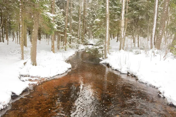 Petit Ruisseau Forestier Dans Forêt Hiver Russie Région Leningrad — Photo