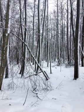Rusya 'da güzel kar ormanı kapladı. Doğa, kış