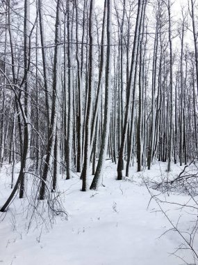 Rusya 'da güzel kar ormanı kapladı. Doğa, kış