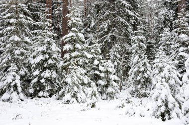 Rusya 'da güzel kar ormanı kapladı. Doğa, kış