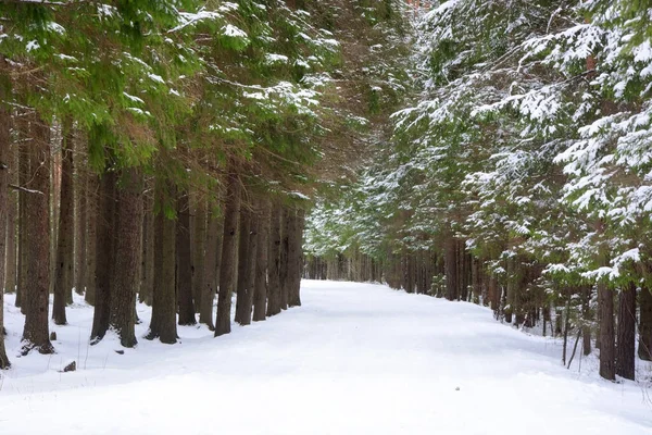 Sentier Forestier Forêt Hiver Conifères Feuillus Couvert Neige Russie Région — Photo