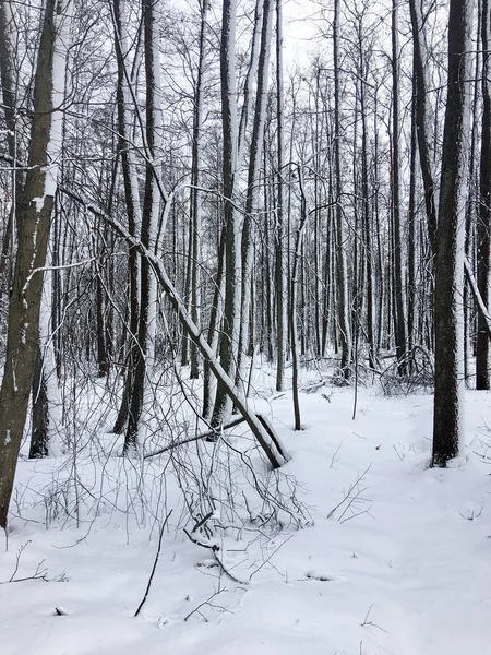 Rusya 'da güzel kar ormanı kapladı. Doğa, kış