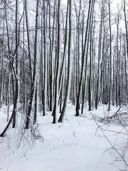Rusya 'da güzel kar ormanı kapladı. Doğa, kış