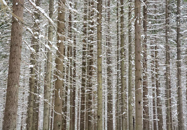 Krásný Sníh Pokryl Zimní Les Rusku Příroda Zima — Stock fotografie