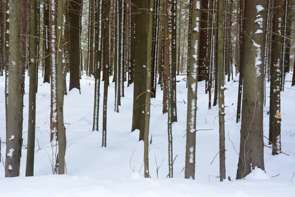 Krásný Sníh Pokryl Zimní Les Rusku Příroda Zima — Stock fotografie