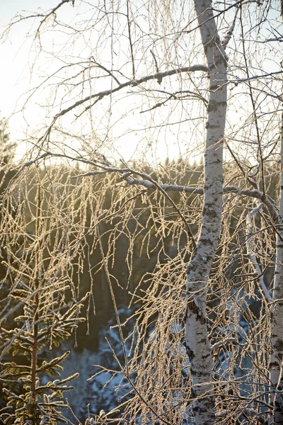 Vacker Snötäckt Vinterskog Ryssland Natur Vinter — Stockfoto