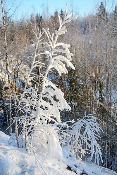 Beautiful Snow Covered Winter Forest Russia Nature Winter — Stock Photo, Image