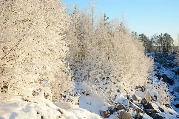 Majestátní Zimní Les Rusko Karelie Chladné Zasněžené Počasí — Stock fotografie