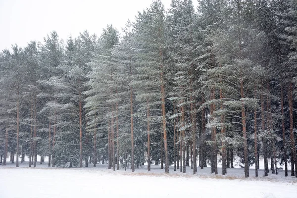 Чудовий Сніговий Ліс Росії Природа Зима — стокове фото