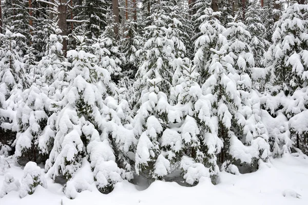 Όμορφο Χιόνι Κάλυψε Δάσος Χειμώνα Στη Ρωσία Φύση Χειμώνας — Φωτογραφία Αρχείου