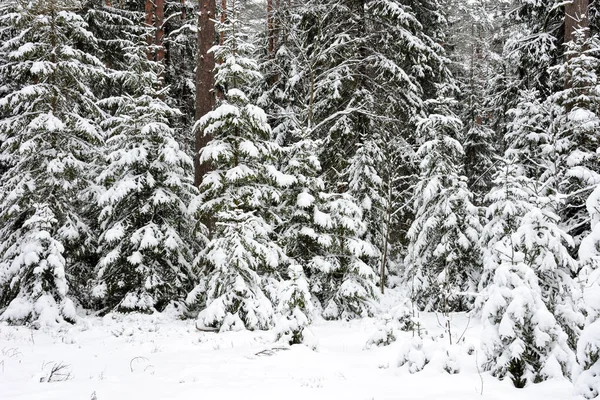 ロシアの冬の森を覆う美しい雪 自然冬 — ストック写真