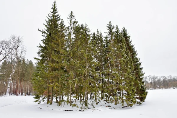 Vacker Snötäckt Vinterskog Ryssland Natur Vinter — Stockfoto