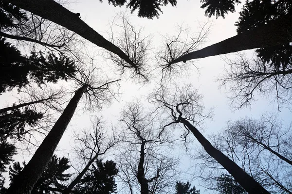 Mirando Través Los Árboles Cielo Las Copas Los Árboles — Foto de Stock