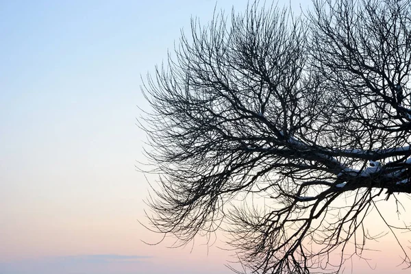 Gråter Pilträd Vid Solnedgången Vintersäsong Ryssland — Stockfoto
