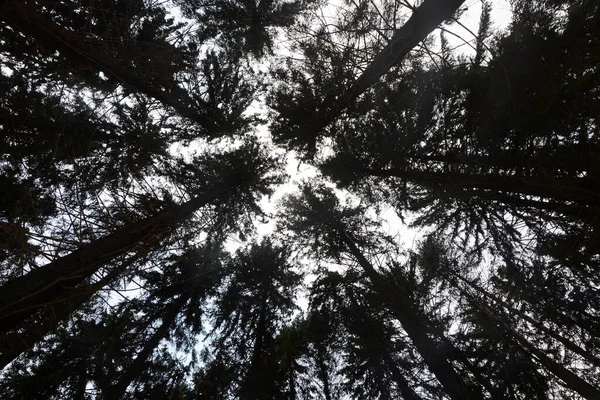 Mirando Través Los Árboles Cielo Las Copas Los Árboles — Foto de Stock