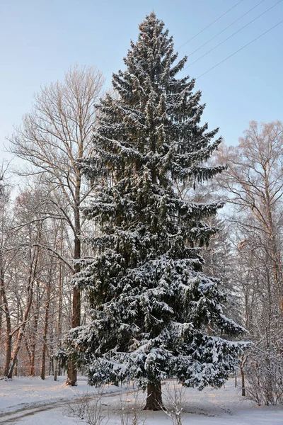 Zăpadă Frumoasă Acoperită Pădurea Iarnă Din Rusia Natura Iarna — Fotografie, imagine de stoc