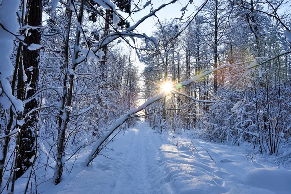 Sentier Forestier Forêt Hiver Conifères Feuillus Couvert Neige Russie Région — Photo