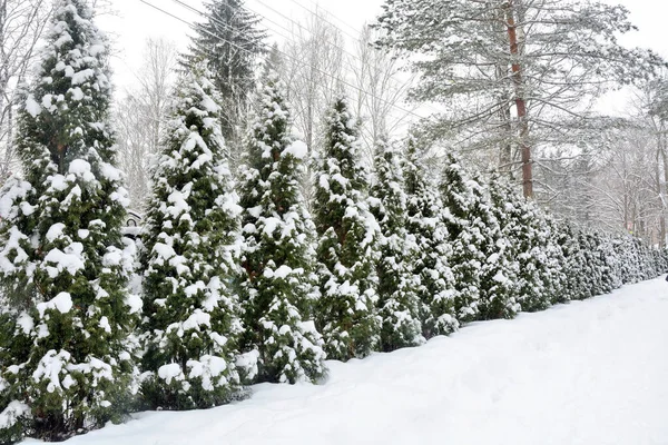 森林のパスは 冬の森 針葉樹と落葉 雪で覆われています ロシア レニングラード地方 — ストック写真