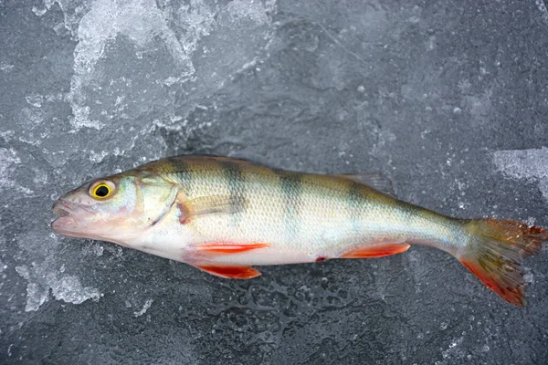 Фото окуни на льду: красивая и увлекательная рыбалка в зимнее время