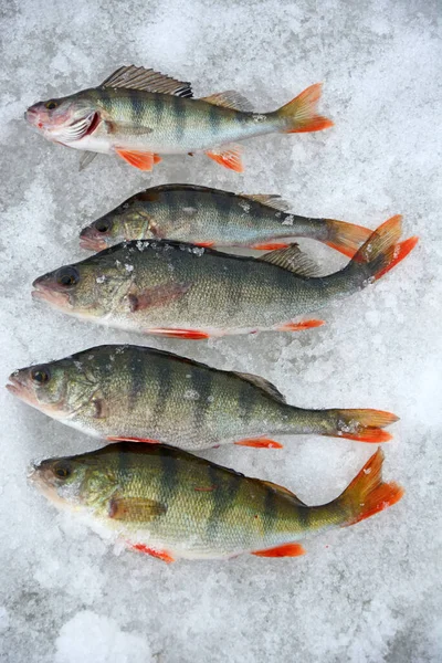 Fischtrophäe Beim Winterfischen Frisch Gefangene Barsche Auf Eis Russischer Barsch — Stockfoto