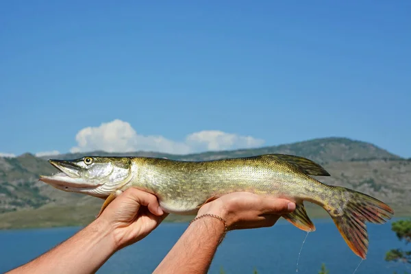 Sommarfiske Nyfångad Gädda Bakgrunden Bucharma Reservoar Sjö Kazakstan — Stockfoto