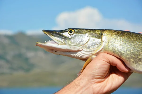 Sommarfiske Nyfångad Gädda Bakgrunden Bucharma Reservoar Sjö Kazakstan — Stockfoto