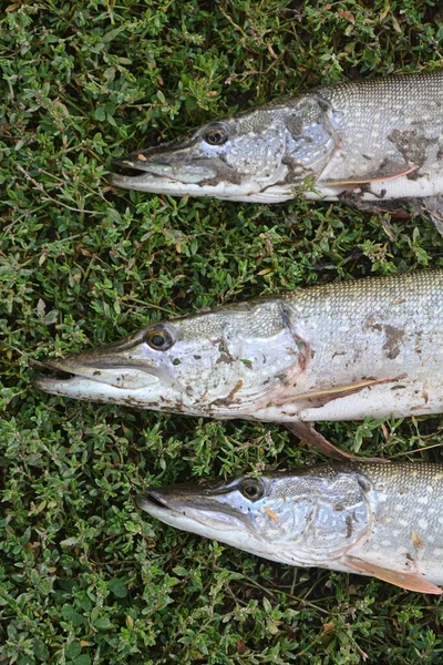 Fischtrophäe Beim Sommerangeln Frisch Gefangener Hecht Liegt Gras — Stockfoto