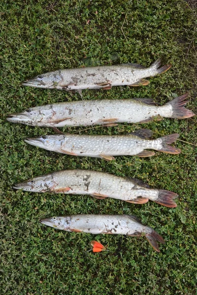 夏天捕鱼时的渔捞奖杯 新鲜捕获的梭鱼躺在草地上 — 图库照片