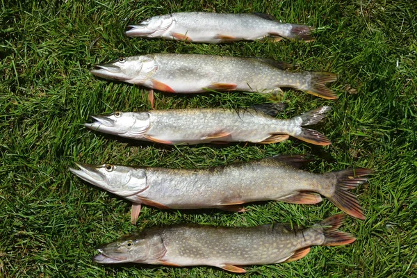 Fiskeritrofé Sommarfiske Nyfångad Gädda Ligger Gräset — Stockfoto