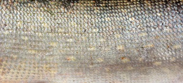 Ιστορικό Των Πτερυγίων Λούνα Παρκ Καλοκαιρινό Ψάρεμα Φρέσκο Αλιεύονται Λούνα — Φωτογραφία Αρχείου