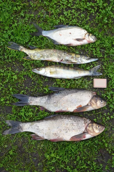 Fisketroféer Sommarfiske Nyfångad Gädda Gädda Abborre Braxen Och Ligger Gräset — Stockfoto