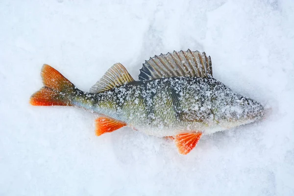 Fisketrofé Vid Vinterfiske Nyfångade Abborrar Rysk Abborre Vinterfiske Nyfångad Fisk — Stockfoto