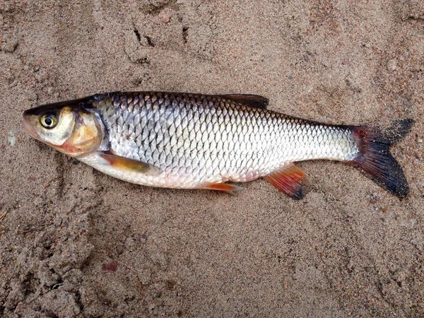 夏季捕鱼的渔捞奖 夏季新捕获的鱼 — 图库照片