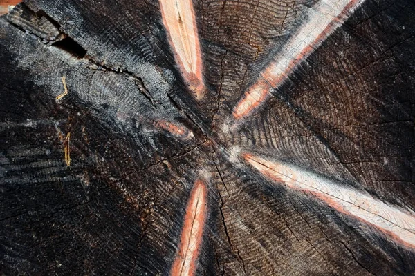 古いオークの木からの木版画 — ストック写真