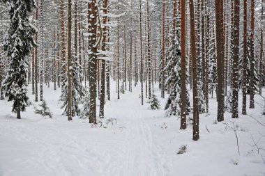 Görkemli kış ormanı. Rusya, Karelya, soğuk ve karlı hava