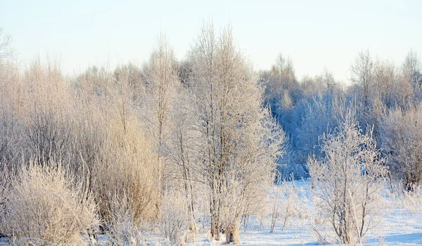 Majestátní Zimní Les Rusko Karelie Chladné Zasněžené Počasí — Stock fotografie