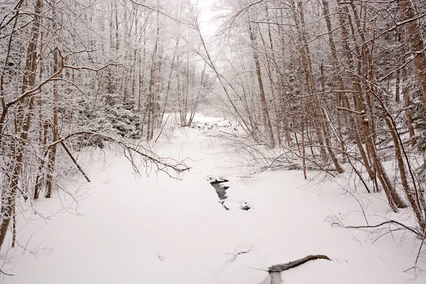 冬の森の中の小さな森のストリーム ロシア レニングラード地方 — ストック写真