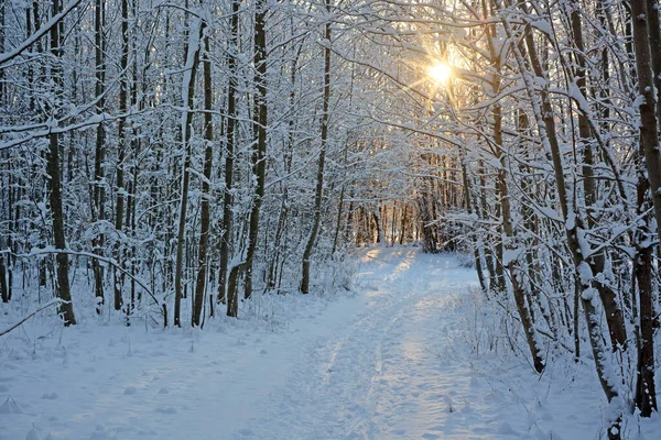 Soleil Dans Forêt Hiver Majestueuse Russie Carélie Temps Froid Neigeux — Photo