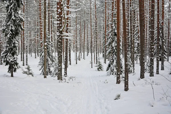 Forêt Hivernale Majestueuse Russie Carélie Temps Froid Neigeux — Photo