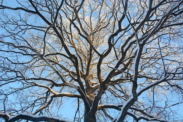 Una Grande Quercia Tentacolare Inverno Una Vista Della Corona Coperta — Foto Stock
